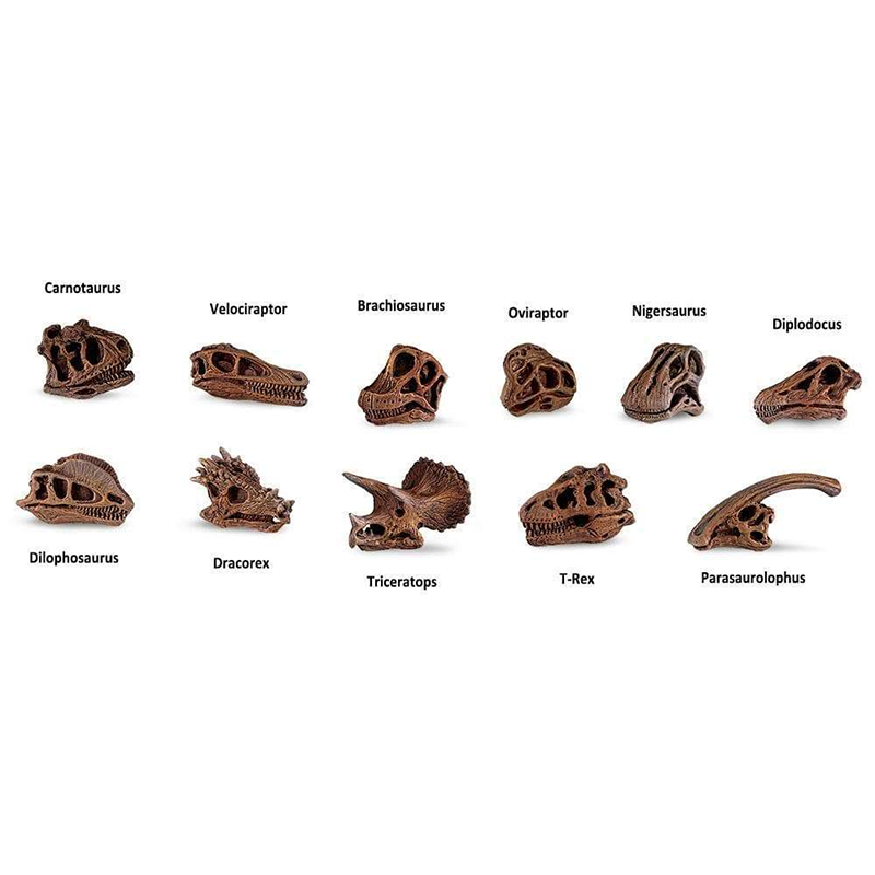 Safari Ltd. Dinosaur Skulls TOOB
